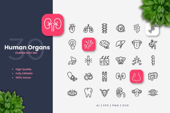 Human Organs Outline Icons Graphics Review